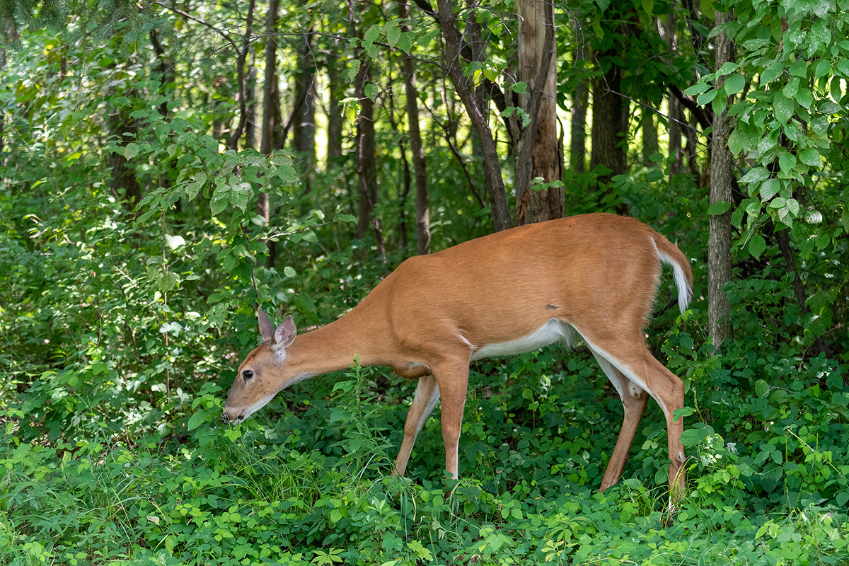 yf-whitetail-deer
