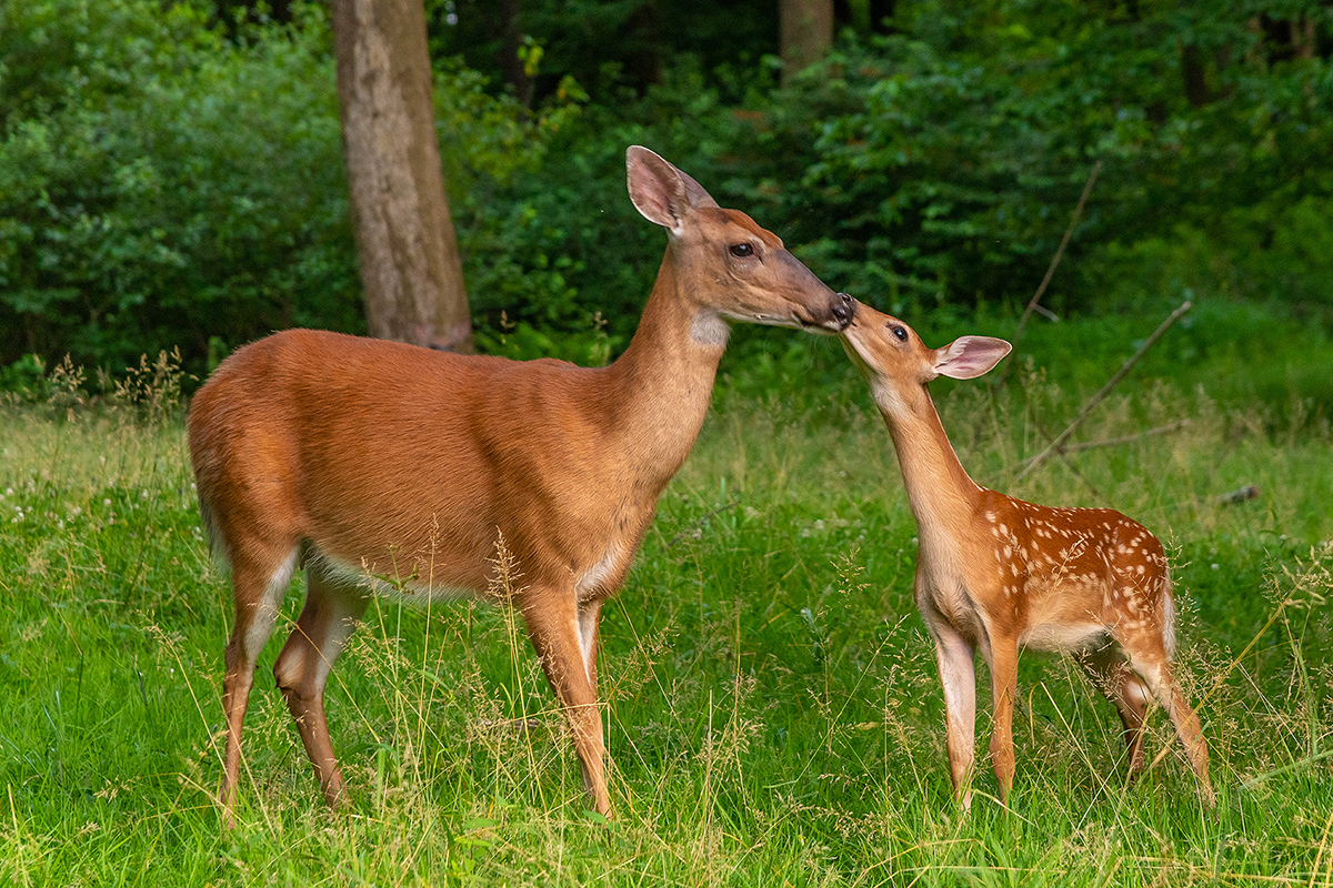 yf-wildlife-management